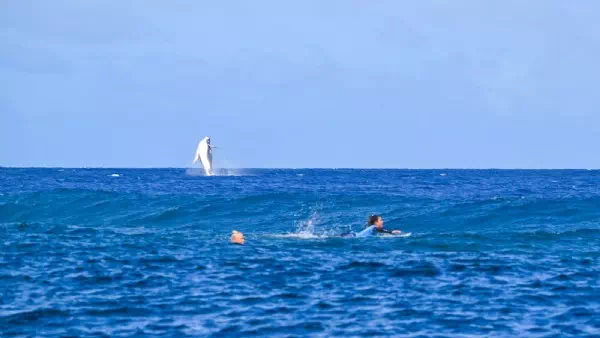 Surf-Finale der Frauen - Seltener Gast! Wal crasht Olympia-Show auf Tahiti