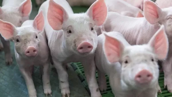 Fahrplan steht - Schweinehaltung: Ende von Spaltenböden bis 2030