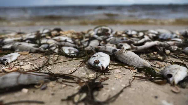 Ganz übler Gestank - Tausende Fischkadaver treiben vor der Toskana