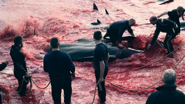 Tierschützer-Bericht - Jährlich werden 100.000 Delfine abgeschlachtet