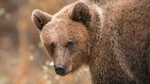 Tier wurde erschossen - Drama bei Wanderung: Bär tötet junge Touristin