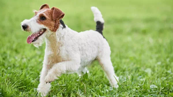 Durch Hasen übertragen - Infekt für Hunde in Deutschland nachgewiesen