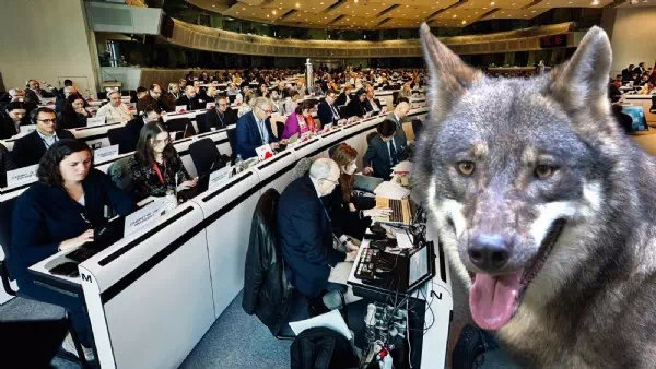Bald weniger Schutz? - Kärntner Wolf zu Besuch bei der Europäischen Union