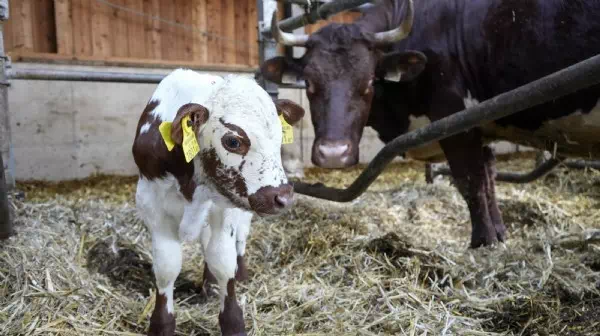 Vorzeigeprojekt - Deutsche Fußballprofis lieben Tiroler Kalbfleisch