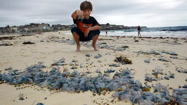 40 Exemplare entdeckt - „Bluebottles“ angespült: Quallenalarm auf Phuket