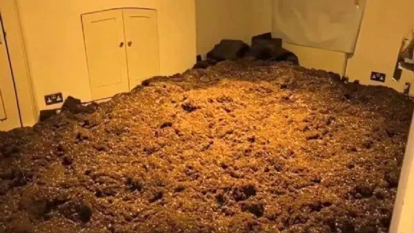 Miete nicht bezahlt - Wohnung mit 10 t Erde in Drogenplantage verwandelt
