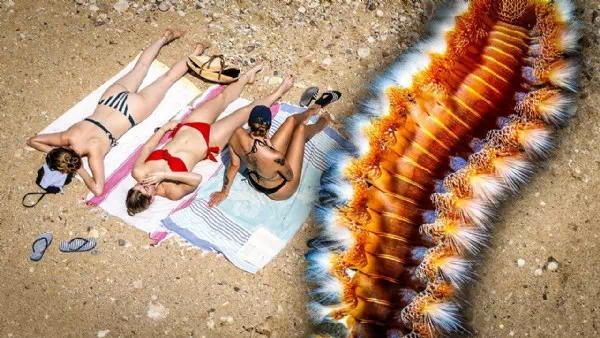 Hier wird‘s gefährlich - Badegäste in Angst: Giftige Fleischfresser im Meer