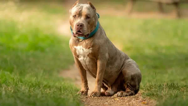 Zu Hause passierte es - Unfassbar: Hund beißt eigenes Herrchen tot