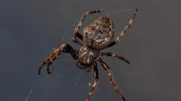 Tier jetzt eingefroren - Spinne versteckte sich auf der Raumstation ISS