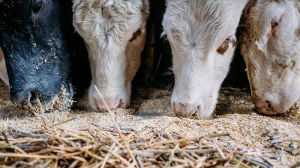 Druck von Konzernen - Milchbauern ärgern sich über neues AMA-Gütesiegel