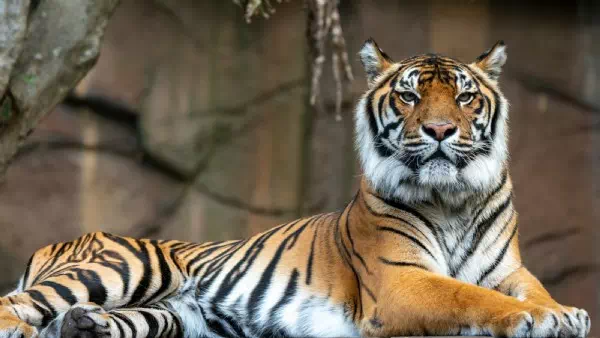 Hand abgebissen - Tiger tötet Plantagenarbeiter in Indonesien