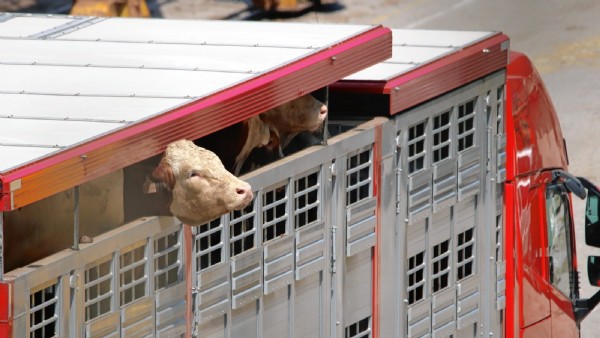 Tierleid stoppen - EU-Wahl: Ende von Lebend-Transporten gefordert