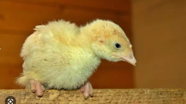 Grausame Tierquälerei  - Italienischen Küken werden Zehen weggeschmolzen