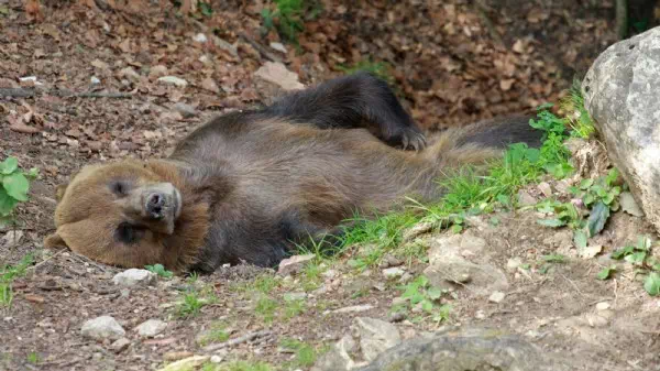 „Halali“ in Slowakei - Tierschützer: Jäger erlegten den falschen Bären