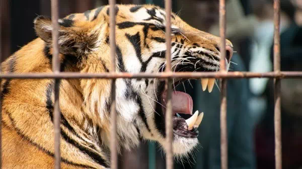 Verdächtiges Verhalten - Polizei stoppte Vietnamesen mit Tiger im Auto