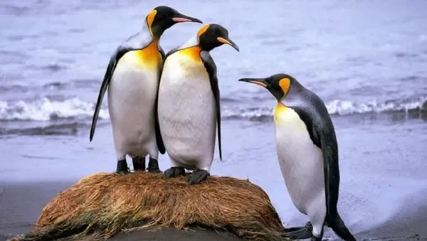 200 Küken tot - Vogelgrippe bedroht Pinguine auf Falklandinseln