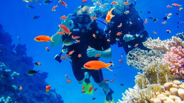 Alarmierende Studie - Korallenriffe im Roten Meer wachsen immer weniger