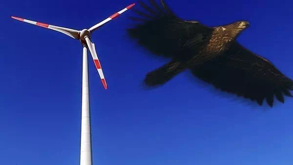Systeme bei Windrädern - Wie künstliche Intelligenz vor Vogel-Tod schützt
