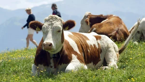 Je nach Haltungsform - Bauern wollen Qualitätsstufen bei AMA-Gütesiegel