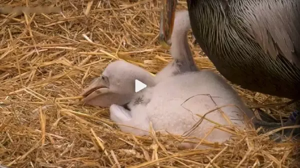 Tierpark Berlin - Männliches Pelikanpärchen adoptiert Küken