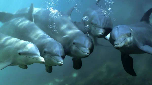 Wegen Delfinschutz - Frankreich verbietet Fischfang an Atlantikküste