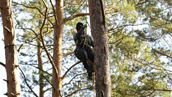 Aktivisten bei Berlin - Polizei duldet Tesla-Protestcamp bis Mitte März