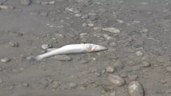 Jauche ausgelaufen - Kind verursacht Massensterben bei Fischen