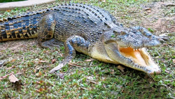 Suchaktion erfolglos - Mädchen (12) vermisst – wohl von Krokodil getötet