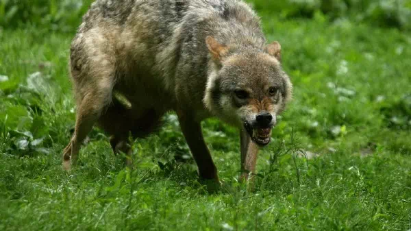 Opfer schwer verletzt - Wölfe griffen Frau in französischem Safaripark an
