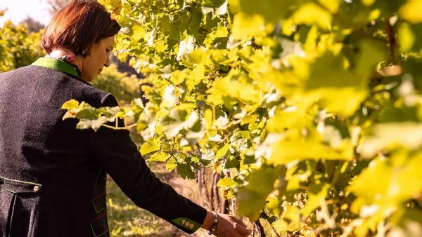 Minus 25 Prozent - Sommerhitze drückt die heimische Weinernte