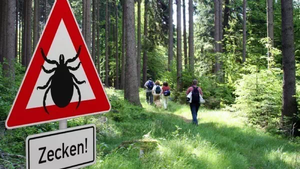 Monatelange Probleme - FSME: Langer Leidensweg nach einem Zeckenstich