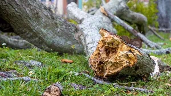 Unwetter in Belgien - Zwei Monate altes Baby von Ast erschlagen