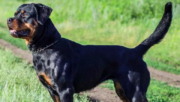 In Park angefallen - Italien: Drei Rottweiler bissen Jogger zu Tode