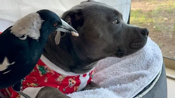 Von Behörden getrennt: - Elster und Hund in Australien wieder vereint
