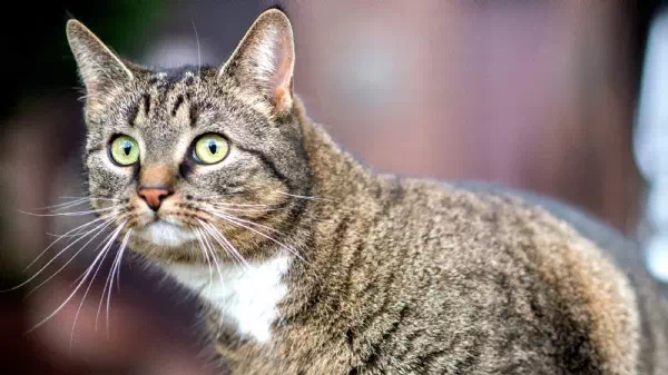 Haft für Täter - Getötete Straßenkatze „Eros“ bewegt Türkei