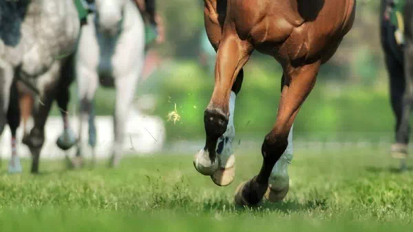Schreckmoment - Reiter und Pferd krachen frontal gegen Hindernis