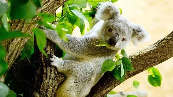 „Stiller Stress“ - Koala-Kuscheln im Großteil Australiens verboten