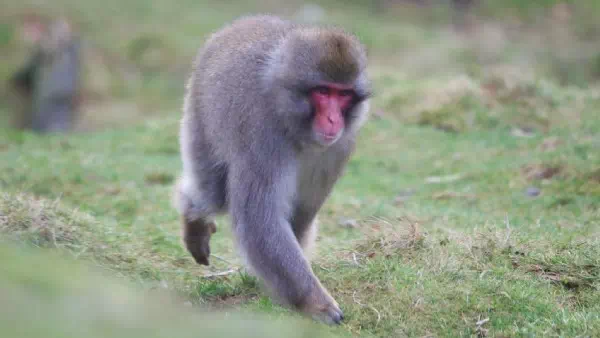 Nach tagelanger Jagd - Schottland: Entflohener Affe wieder eingefangen
