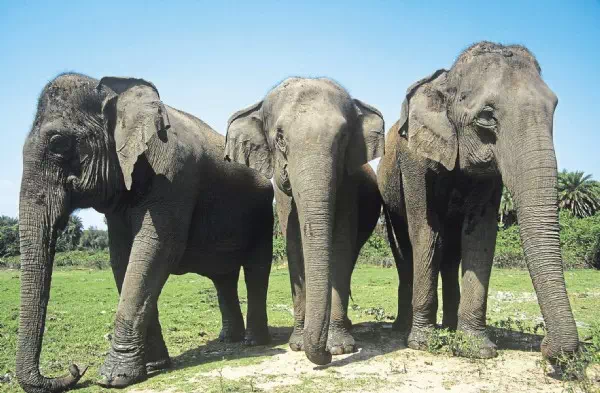WWF-Rettunksaktion  - Tierschützer wachen mit Drohnen über Elefanten