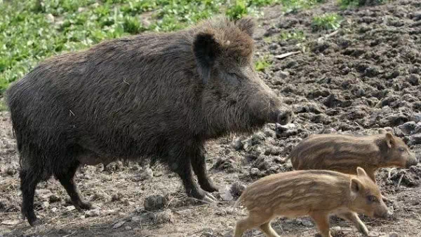 Saarland - Wildschwein attackiert Mann mitten in Innenstadt