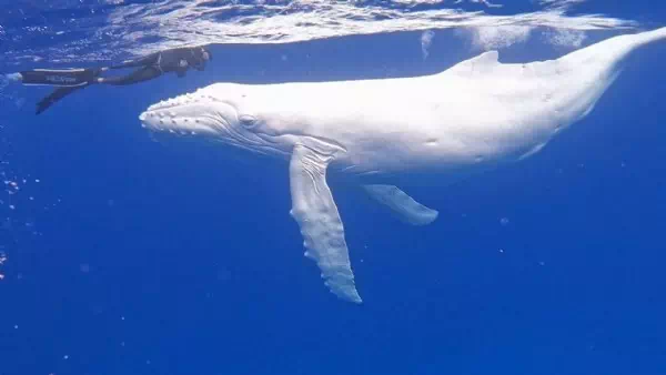 „Magischer Moment“ - Taucher filmen extrem rares Albino-Buckelwalbaby