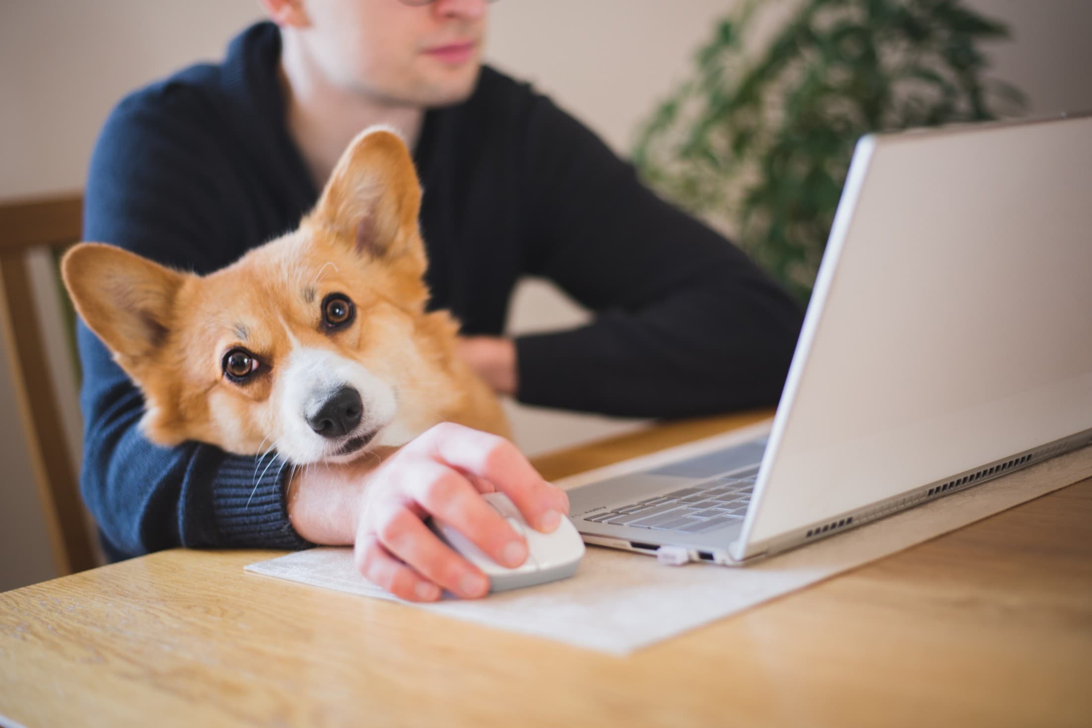 „Hunde im Büro: Der Schlüssel zum besseren Arbeitsklima“