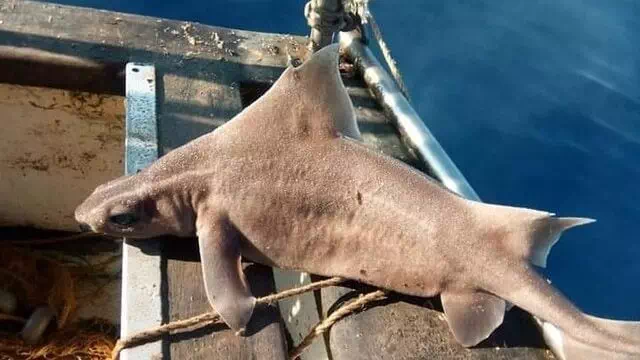 Seltene Entdeckung: Gefleckte Meersau gefangen!