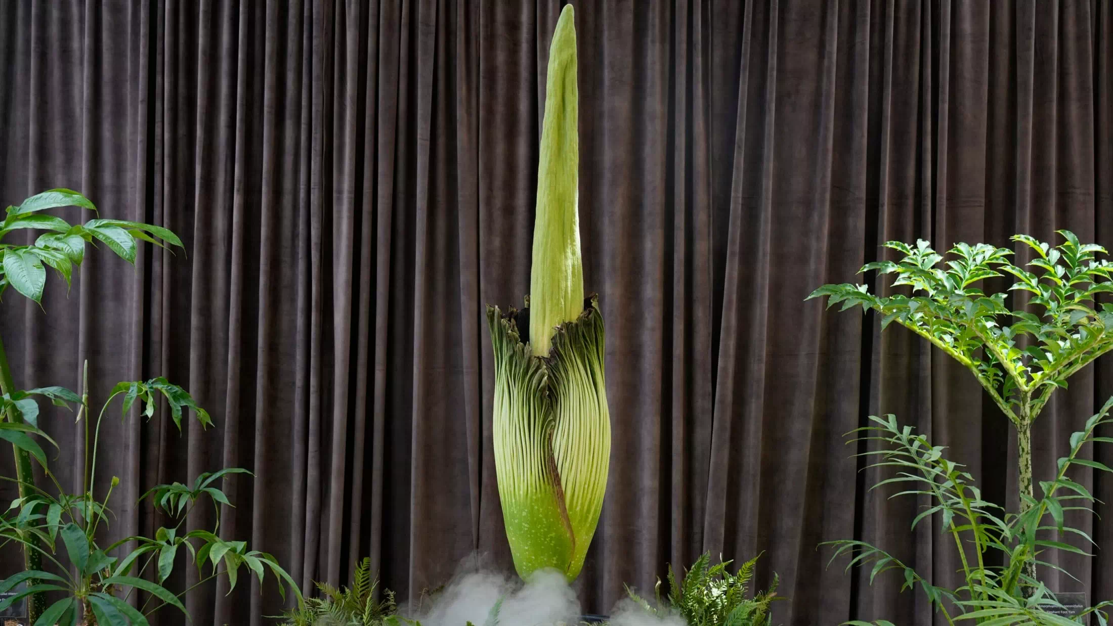 „Putricia“ zieht 20.000 Besucher in den Botanischen Garten!