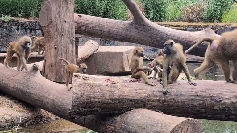 Tiergarten Nürnberg: Pavian-Tötungen wegen Platzmangel