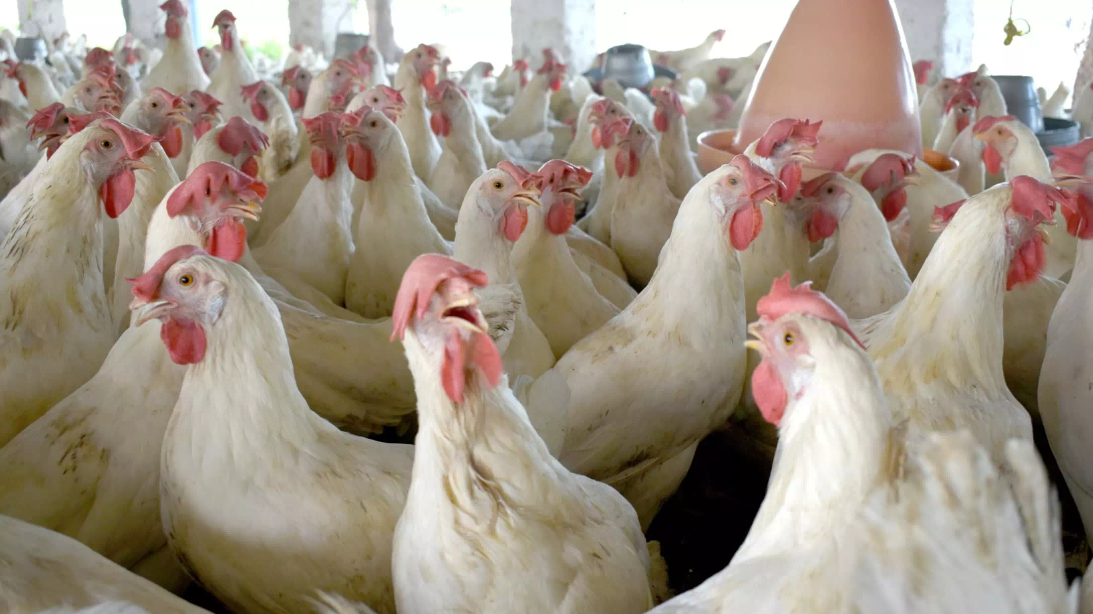 Vogelgrippe: 50.000 Hühner in Japan getötet