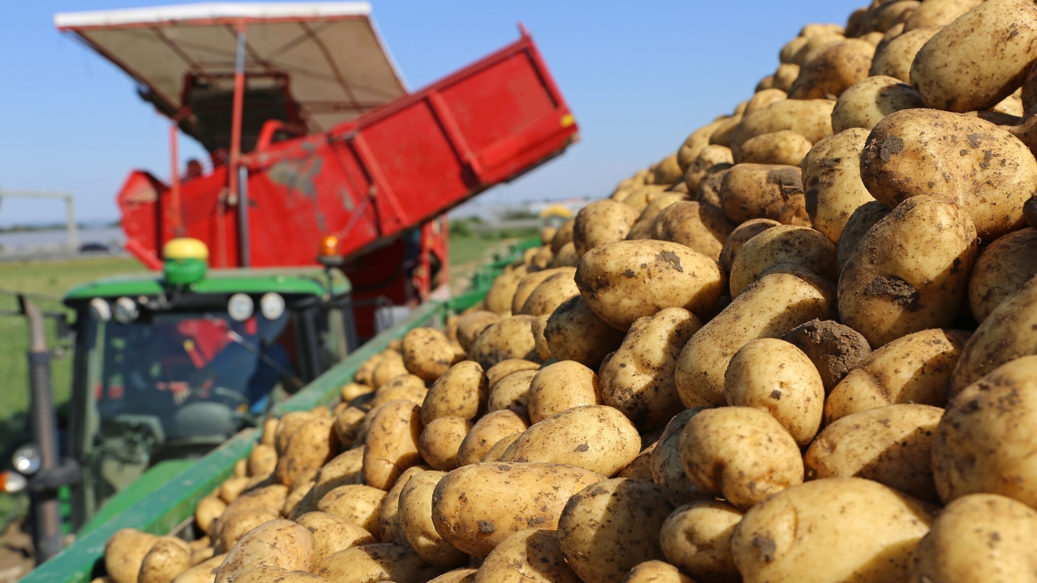 Erntekrise: Qualitätseinbrüche bei Kartoffeln