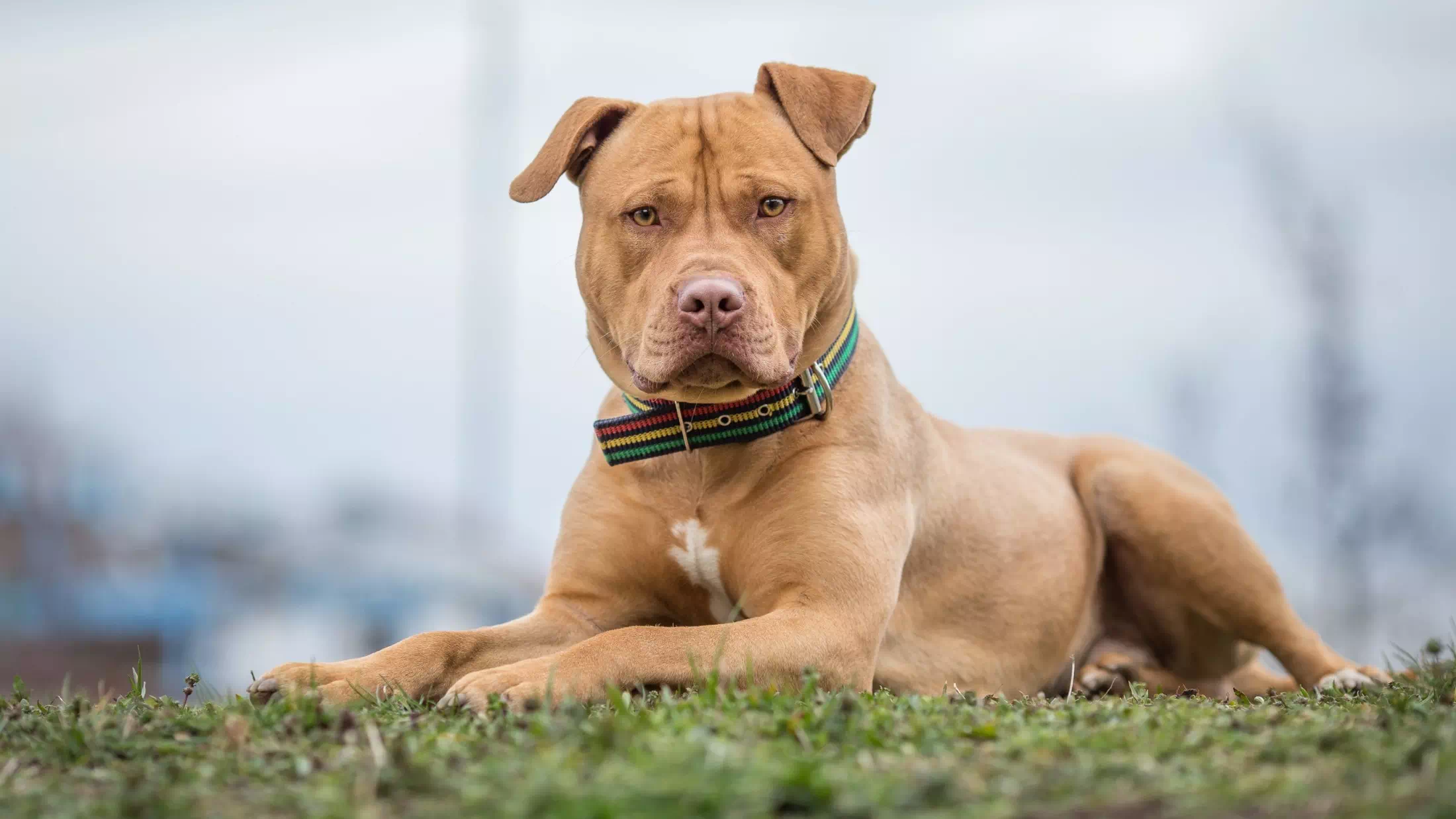 Pitbull greift Säugling an: Tragisches Unglück