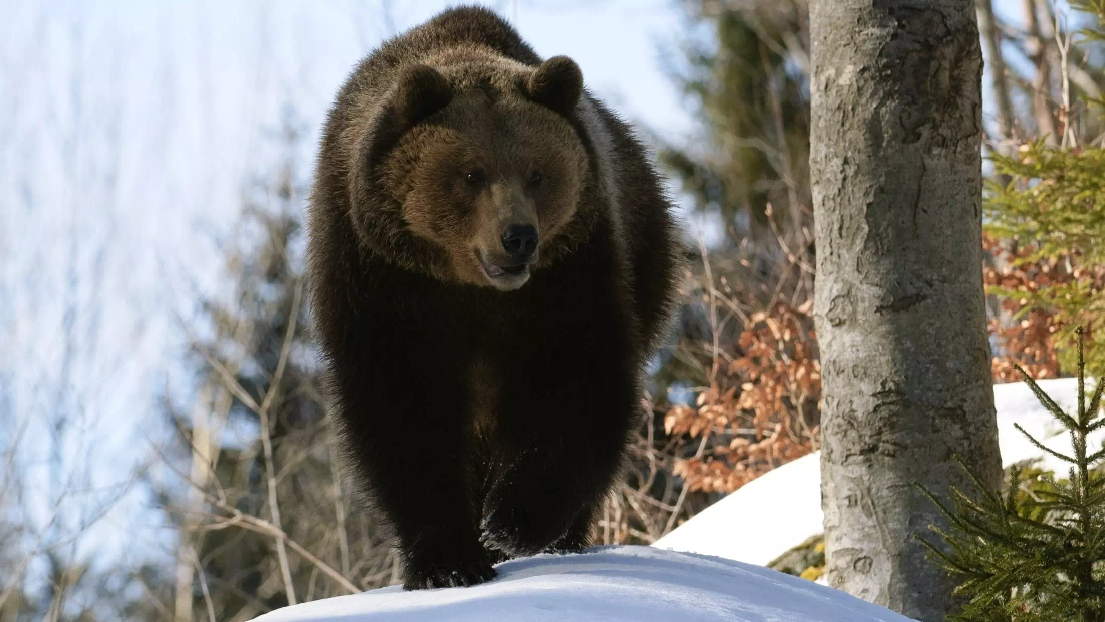 Braunbär greift Familie beim Wandern an!