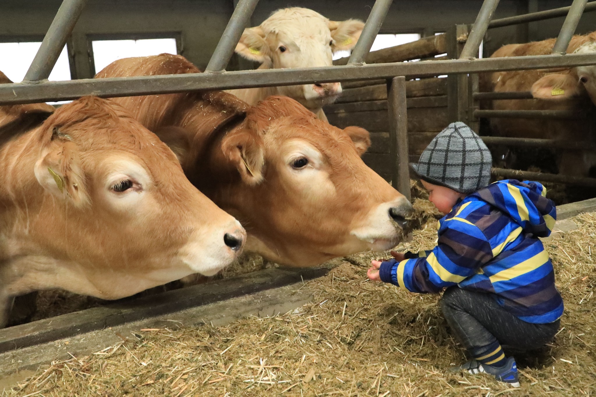 EU einigt sich auf Mercosur-Abkommen trotz Widerstand